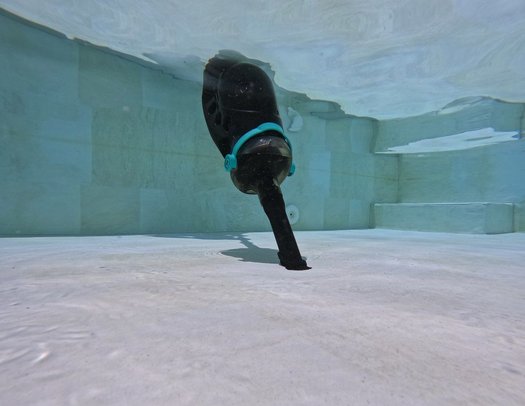 ���� ���� ������ Maytronics NIYA Aquasweep S10 ��������� ��� ��� 2026 - ����� ������, ����� ������ 2026